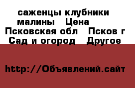 саженцы клубники ,малины › Цена ­ 40 - Псковская обл., Псков г. Сад и огород » Другое   